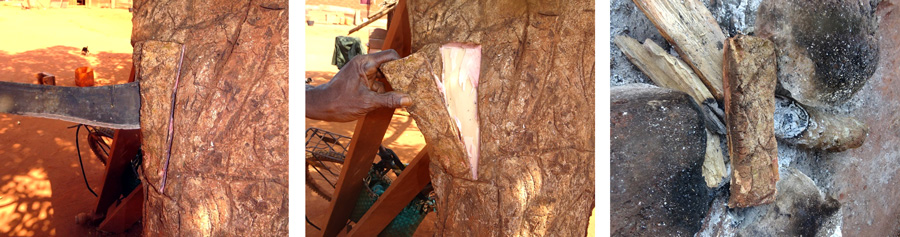 Une méthode de prélèvement de l’écorce de Khaya, peu dommageable pour la survie des arbres plantés