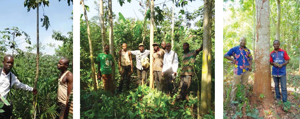 Un exemple de Régénération Naturelle Assistée (RNA) en République Centrafricaine